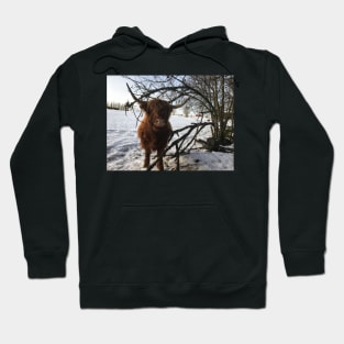 Scottish Highland Cattle Cow 2227 Hoodie